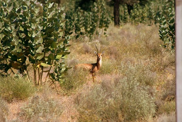 Chinkara