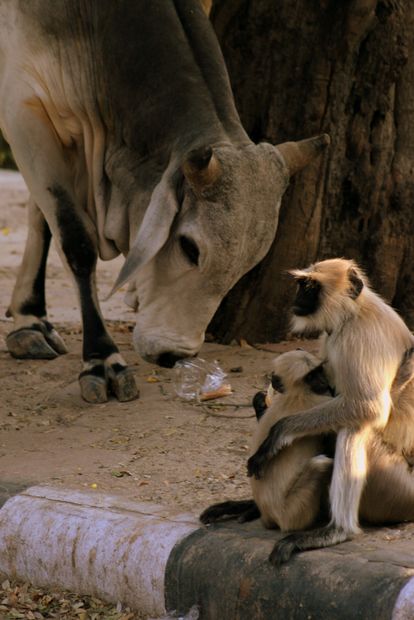 Entelles d'hanuman et vache sacrée au jardin de Mandore