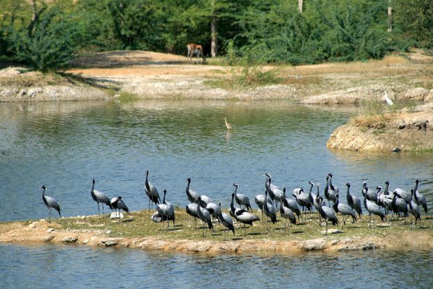 Les grues demoiselles