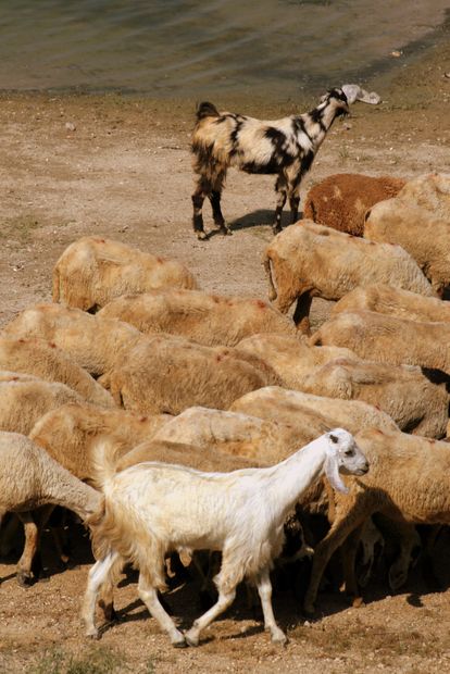 Troupeau de chèvres dans le dcf wildlife près de Jodhpur