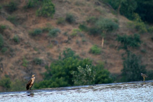 Grand cormoran au barrage de Ranakpur