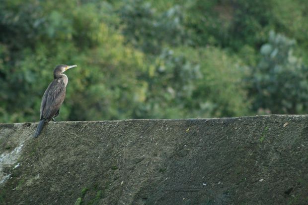 Grand cormoran au barrage de Ranakpur