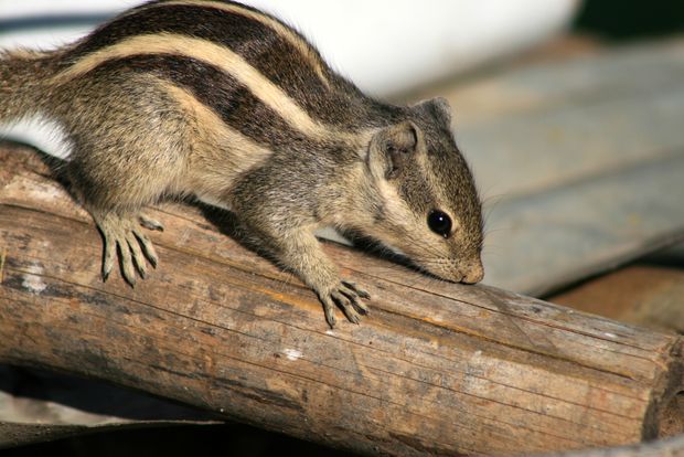 Ecureuil palmiste (squirrel funambulus)
