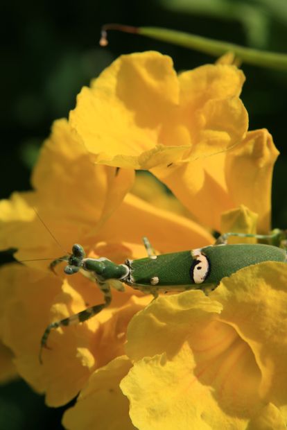 Mante fleur (creoboter meleagris)