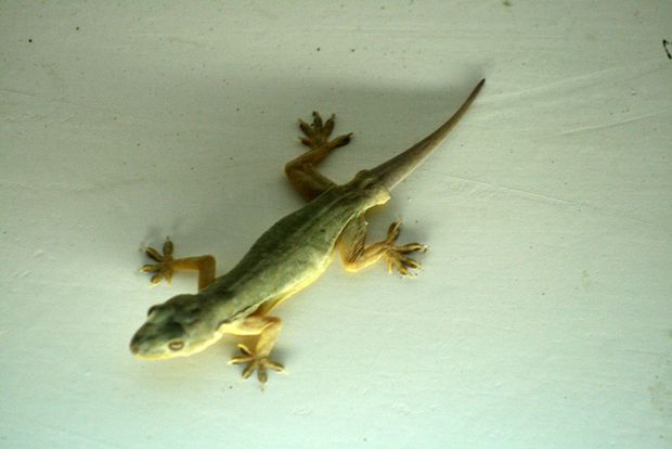 Gecko à Udaipur