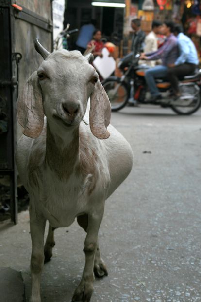 Chèvre dans les rues de Udaipur