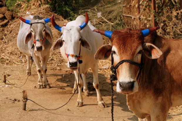 Vaches sacrées décorées pour Diwali
