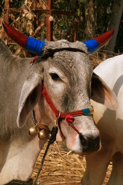 Vaches sacrées décorées pour Diwali