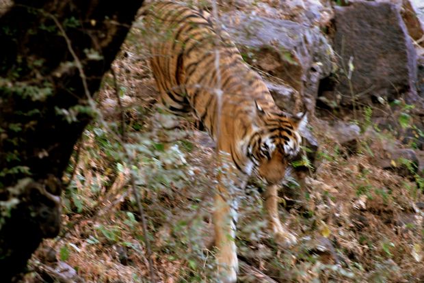 Tigre du Bengale à Ranthambore