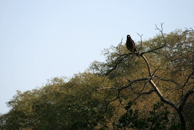 Aigle à Ranthambore