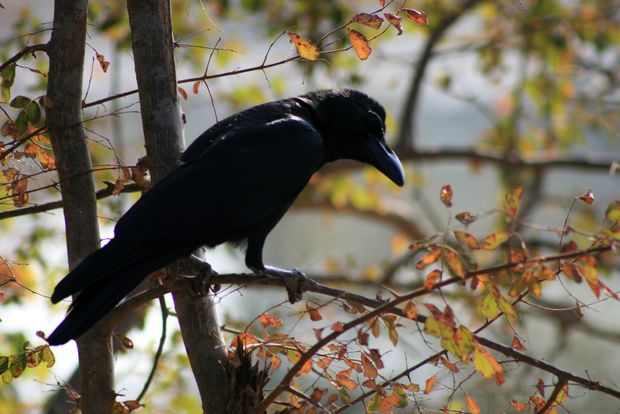 Corbeau gros bec à Ranthambore