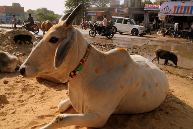 Vache sacrée, jour de Diwali à Ranthambore