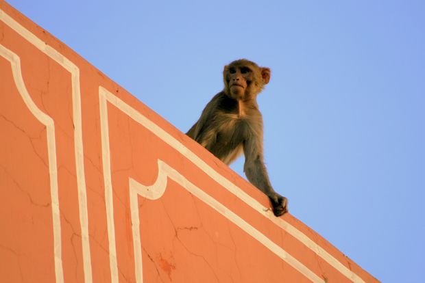 Macaques rhesus à Jaipur