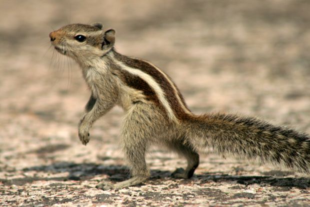 Ecureuil palmiste (squirrel funambulus)