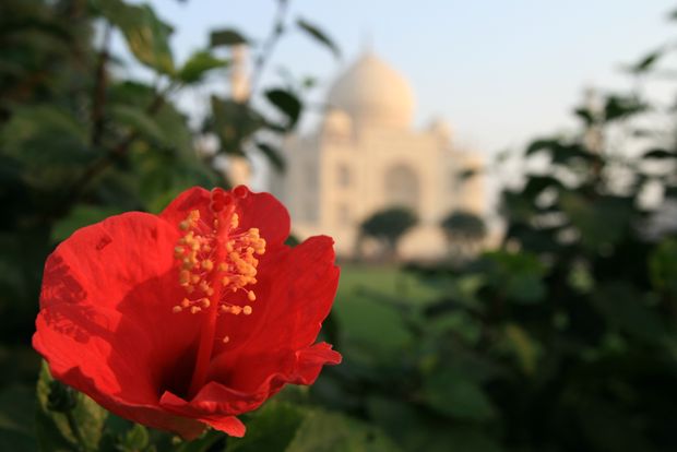 Hibiscus devant le Taj Mahal à Agra