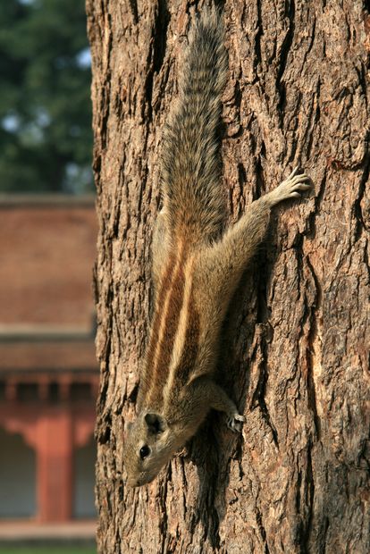 Ecureuil palmiste au fort rouge d'Agra