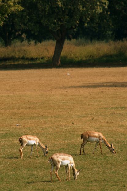 Grandes antilopes cervicapra (jardins de la tombe de Akbar le Grand)