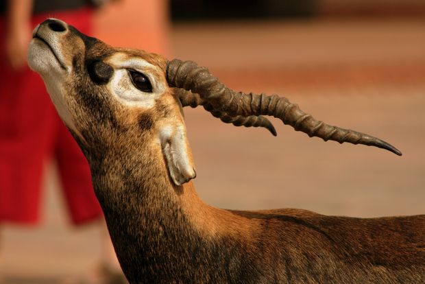 Antilope cervicapra (tombe de Akbar le Grand)