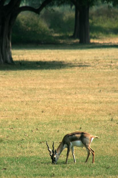 Grande antilope cervicapra (jardins de la tombe de Akbar le Grand)