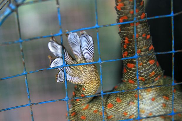 Gecko tokay. Marché aux oiseaux. Yogyakarta. Java.