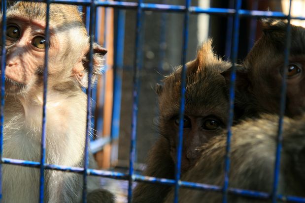 Macaques en cage au marché de Yogyakarta...