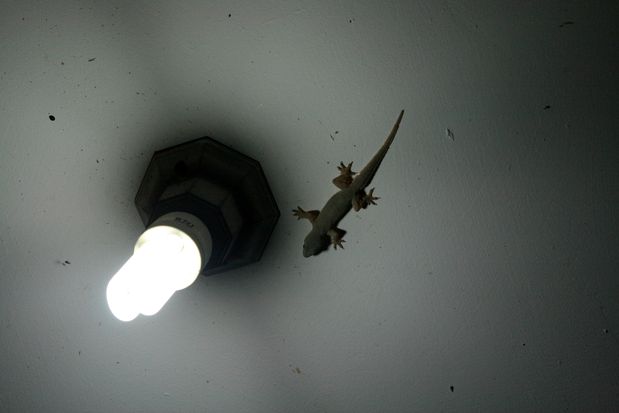 Gecko. Yogyakarta. Java.