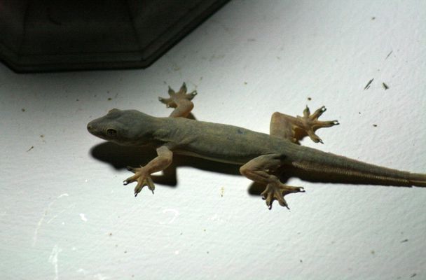 Gecko. Yogyakarta. Java.