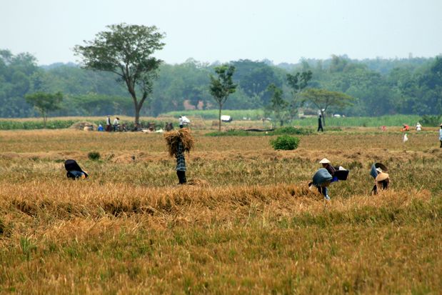 Travaux des champs à Java