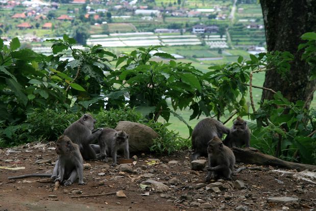 Macaques. Bali.