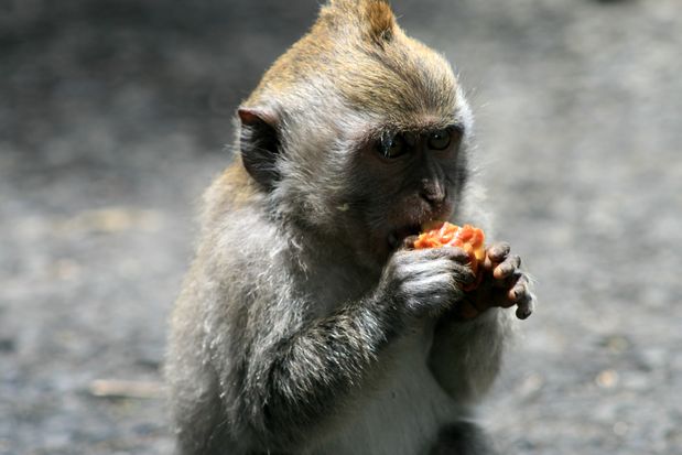 Macaque à Bali