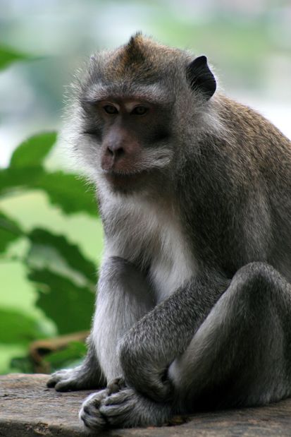 Macaques. Bali.