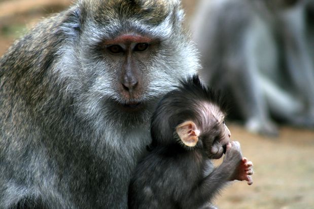 Macaque et son petit. Bali.