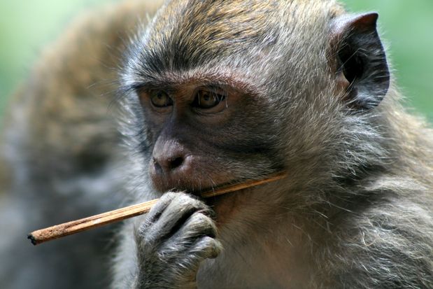 Macaques. Bali.