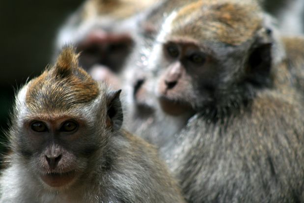 Macaques près de Bedugul à Bali