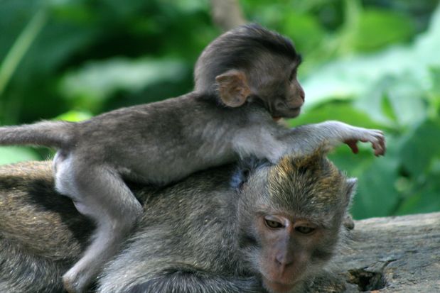 Macaques à Bali près de Bedugul