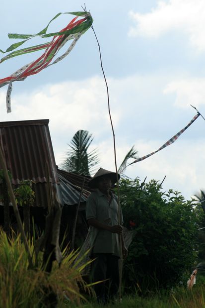 Rizières de Banyuatis. Bali.