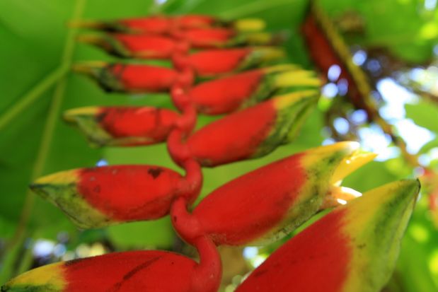 Becs de perroquet (heliconia rostrata). Bali.