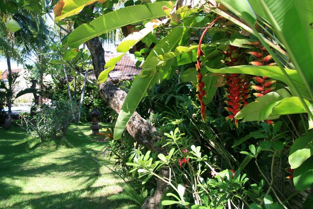 Becs de perroquet (heliconia rostrata). Bali.