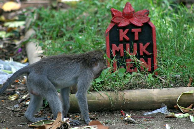 Monkey Forest. Ubud. Bali.