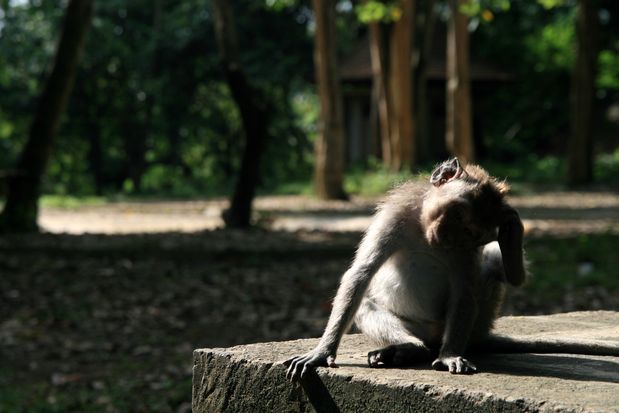 Monkey Forest. Ubud. Bali.
