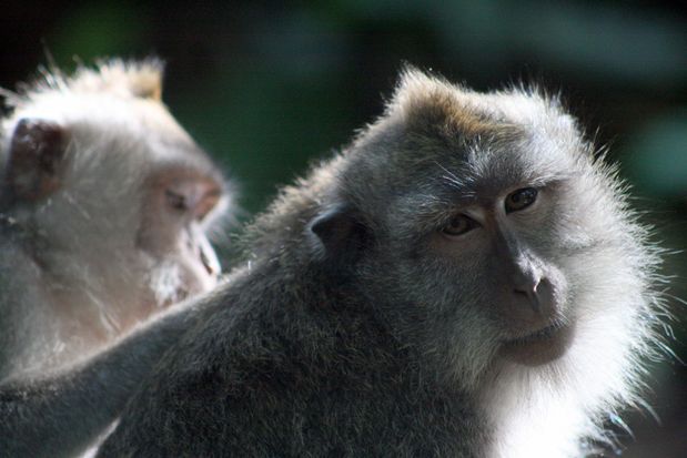 Macaques dans la Monkey Forest. Ubud. Bali.