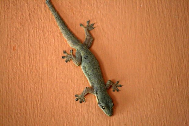 Gecko à Ubud. Bali.