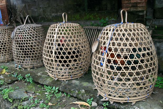 Coqs en cages. Ubud. Bali.