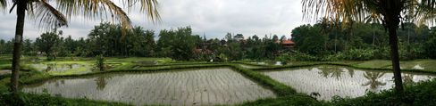 Rizières de la ville d'Ubud à Bali