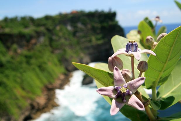 Au temple d'Uluwatu. Bali.