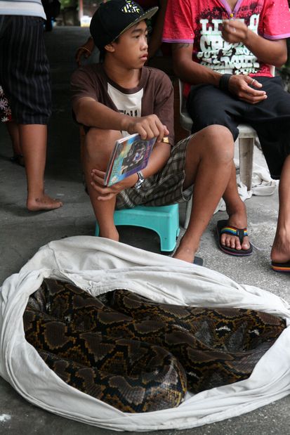 Python au temple de Tanah Lot à Bali.