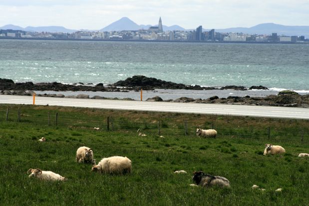 Moutons dans la région d'Hafnarfjörður