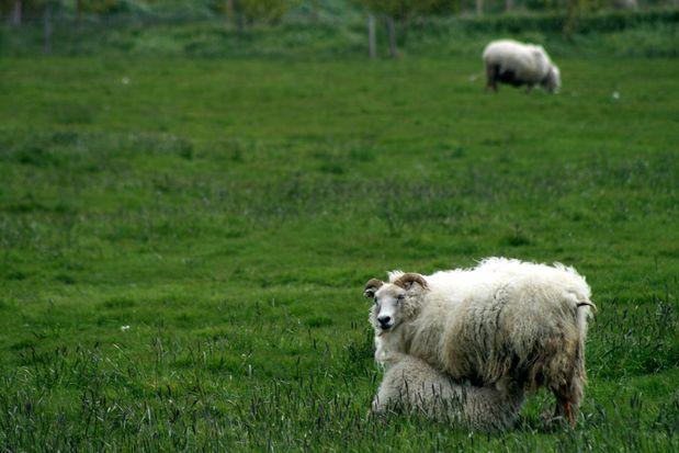 Moutons.