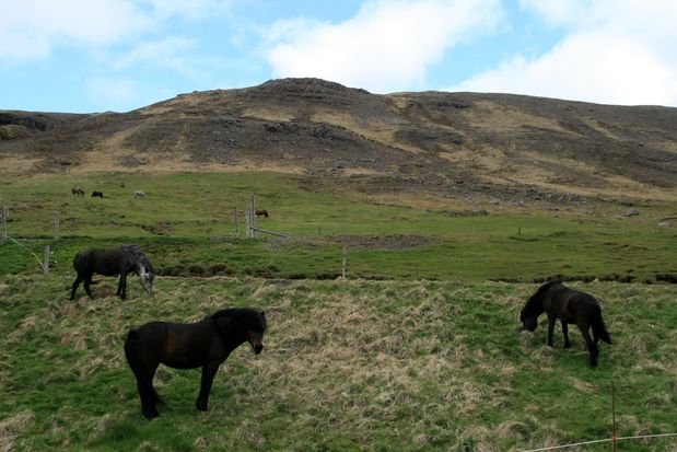 Chevaux islandais