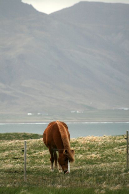 Cheval à Arnarstapi.